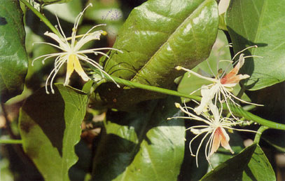 ชิงชี่ Capparis micracantha DC.<br/>CAPPARACEAE